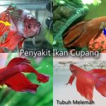 7 Jenis Penyakit Cupang dan Cara Mengobatinya