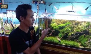 “Denny Cagur” Lampung Sukses Usaha Aquascape, Hingga Juara 3 Nasional