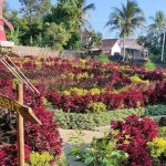 Umbul Helau Lampung Tawarkan Wisata Edukasi Alternatif 