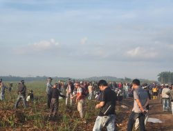 Klaim Tanah Adat, Masyarakat Menanam di Lahan PT BSA